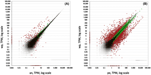 Figure 2. Distribution of expression values between (A) the whole polyp vs the anterior part and (B) the whole polyp vs the peduncle. Red dots symbolise transcripts with fold change equal or higher than 2, green dots represent fold change equal or smaller than 2, and black dots symbolise transcripts not passing the threshold of 0.95 for the estimated posterior probability of differential expression. wp: whole polyp, an=anterior part, pe=peduncle.