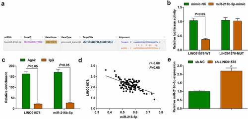 Figure 5. Binding regulation between LINC01578 and miR-216b-5p. (a). Wild‐type (WT) and mutated‐type (MUT) sequences of the putative binding sites between LINC01578 and miR-216b-5p; (b-c). The combination of LINC01578 and miR-216b-5p analyzed by luciferase assay and RIP experiment; (d). Correlation between LINC01578 and miR-216b-5p levels; (e). sh-LINC01578 reduced miR-216b-5p expression in A549-RR cells. Measurement data were presented as mean ± standard deviation. $ vs. the sh-NC group, P < 0.05.