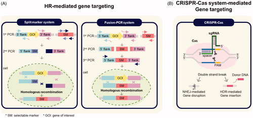 Figure 2. Genome editing methods in species of Aspergillus. (A) Procedures of homologous recombination (HR)-mediated gene targeting method and (B) CRISPR-Cas system-mediated gene targeting method used in species of Aspergillus.