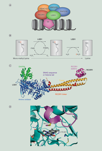 Figure 1.  LSD1 protein complex, structure and enzymatic activity. (A) Schematic illustrates the core components of the CoREST transcription repressor complex recruited to chromatin in association with TF. (B) Biochemical steps in the FAD-dependent demethylation of monomethyl lysine by LSD1 (C) x-ray structure representation of LSD1:RCOR1 bound to a peptide substrate. Domains are highlighted in colors. (D) Details of the catalytic site from the LSD1:CoREST structure highlighting the flavin moiety of FAD (gray carbon atoms), the amine oxidase domain (cyan) and the histone H3 peptide (pink). The position of LSD1 lysine 661 is indicated, as is that of lysine 4 of the histone peptide, here shown as MET-4. For purposes of the crystallization, lysine was replaced by methionine in view of the higher binding affinity of the pLys4Met peptide. Images were generated using PyMOL (Molecular Graphics System, Schrödinger, LLC) and a published structure [Citation12].FAD: Flavin-adenine dinucleotide; TF: Transcription factor.