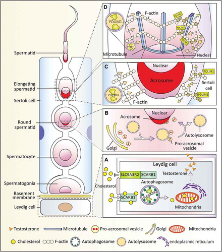 Figure 2. Autophagy-dependent resource allocation in the male reproductive system. Autophagy participates in somatic-germ cell interactions and spermiogenesis in the male reproductive systems. (a) Autophagy participates in testosterone synthesis by regulating cholesterol uptake. In the Leydig cells, SCARB1 functions as a receptor for high-density lipoprotein, and autophagy promotes cholesterol uptake by eliminating its negative regulator SLC9A3R2. (b) Autophagy is involved in acrosome biogenesis. Autophagy participates in proacrosomic vesicle transport and further fusion into a single acrosome on the nuclear membrane. (c and d) Autophagy regulates cytoplasm removal and sperm head shaping by selective degradation of a negative cytoskeleton assembly regulator (PDLIM1) in both Sertoli cells (c) and spermatids (d). PDLIM1 is degraded by autophagy to ensure the proper organization of the cytoskeleton in the apical ES of the Sertoli cell and in the manchette of spermatids.