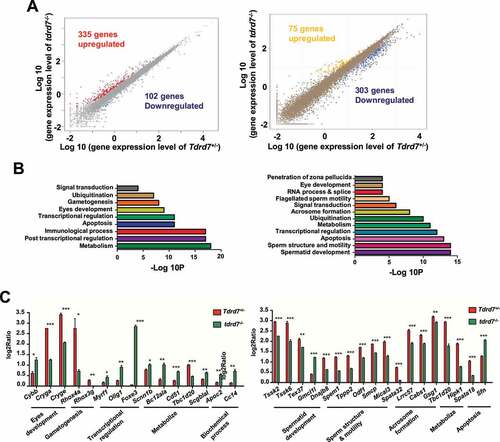 Figure 3. Tdrd7 deficiency results in the abnormal expression of metabolism-related genes. (A) Significantly differentially expressed genes in the eyes (left) and testes (right). The red and blue colors indicate the upregulated and downregulated genes, respectively. (B-C) Gene Ontology term analysis of the significantly differentially expressed genes in the eyes (left) and testes (right). (D-E) Some genes involved in biological processes of the eyes (left) and testes (right) were randomly selected for qRT-PCR verification. Significance was established using the Student’ t test. *P < 0.05; **P < 0.01, ***P < 0.001