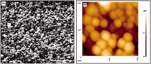 Figure 4. (A) SEM image of the PHB–CMCh nanoparticles and (B) 2D AFM image of the PHB–CMCh nanoparticles.