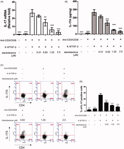 Figure 2. Alantolactone inhibited Th17 differentiation in vitro. (A) IL-17 mRNA and (B) secreted IL-17A in culture medium were analysed by real-time RT-PCR and ELISA, respectively, at 72 h. The results of real-time PCR are presented as fold changes relative to the untreated control (set as 1.0). (C) The percentage of IL-17 cells among CD4 T cells was examined by flow cytometry. (D) Data are representative of three independent experiments, and values are expressed as the mean ± SEM of samples from three wells. **p < 0.01, ***p < 0.001 compared with CD4 T cells under Th17-polarizing conditions without alantolactone treatment, as determined by one-way ANOVA with Dunnett’s test.