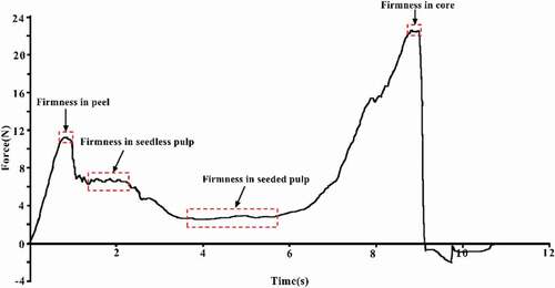 Figure 2. Schematic diagram of firmness in seedless pulp, seeded pulp and core of kiwifruit