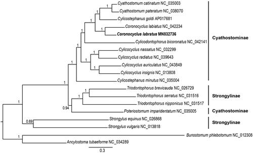 Figure 1. Phylogenetic relationships of Coronocyclus labratus and other 16 Strongylidae nematodes based on 12 protein-coding genes were analyzed with Bayesian inference (BI) method. Bunostomum phlebotomum and Ancylostoma tubaeforme were used as outgroups.