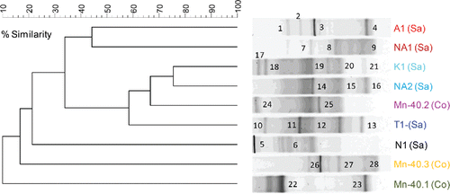 Figure 3. (a) UPGMA cluster analysis of bacterial 16S rRNA gene-based DGGE profiles (30–55% denaturant gradient) of nine iron reducing enrichments using Pearson correlation analysis to assess similarity. The enrichment ID refers to the location of the drinking water well (see Table 1). Numbers refer to the position of excised bands.
