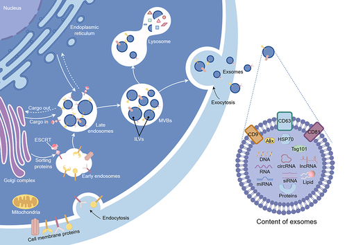 Figure 1 Biogenesis, markers, and contents of exosomes. The canonical biogenesis pathway of exosomes involves the invagination of the plasma membrane, with the ESCRT facilitating cargo loading to form MVBs. Subsequent fusion of MVBs with the cellular membrane releases exosomes. Biomarkers for exosomes mainly include CD9, CD63, CD81, Alix, HSP70, and TSG101. The cargoes of exosomes are comprised of DNA, RNA (mRNA, miRNA, circRNA, and IncRNA), proteins, and lipids. ESCRT, endosomal sorting complex for transport; MVBs, multivesicular bodies; HSP70, heat shock protein 70; mRNAs, messenger RNAs; miRNAs, microRNA; circRNAs, circular RNAs; IncRNAs, long non-coding RNAs. (Figure created using Figdraw).
