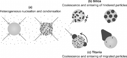 FIG. 10. A schematic illustration of the formation of the ceramic–silver composite particles with different morphologies. (a) The initial steps are similar for both silica and titania carrier particles. Due to the differences in the Ag particle migration on (b) silica and (c) titania, decoration and composite doublets, respectively, are formed.