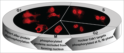 Figure 6. Reconstitution of the nuclear proteome after cell division. Schematic diagram of the model of nuclear proteome re-setting through regulation of nuclear import by Cdk1 phosphorylation during the cell cycle in human cells.