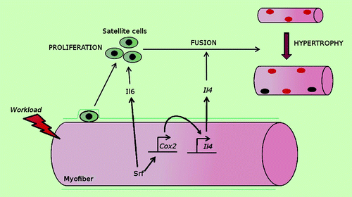 Figure 1. Schematic model, in response to increased workload, Srf within myofibers modulates IL6 and Cox2/IL4 expression and, therefore, exerts a paracrine control of satellite cell proliferation and fusion, respectively, which in turn support skeletal muscle hypertrophy.