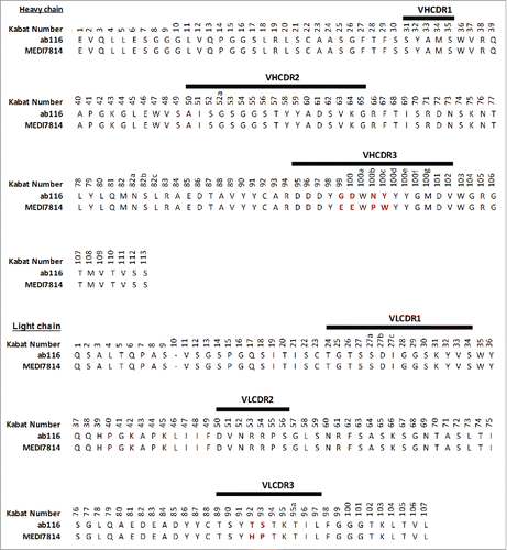 Figure 3. Amino acid sequence alignment of ab116 and MEDI7814 variable domains. The 6 amino acids that differ between ab116 and MEDI7814 variable domains differ are highlighted in red. Complementarity determining regions (CDRs) are defined by black lines and residues are numbered according to Kabat.Citation44