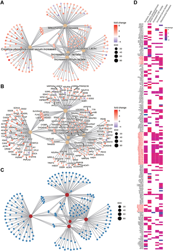Figure 4 The top 5 Human phenotype ontology gene sets associated with differentially expressed genes are presented in ClusterProfiler Gene-Concept Network (CNET). The gene set names are presented in (A); the genes associated with each gene set are presented in (B); the overall distribution is presented in (C); and the co-expression of all genes associated with the top 5 gene sets is presented in Heat plot (D). Commonly enriched gene families are presented in red text. The fold change colour bar represents the degree of up-regulation (positive) or down-regulation (negative) of individual genes in the TBI. Size represents the number of genes contained in the gene-set.