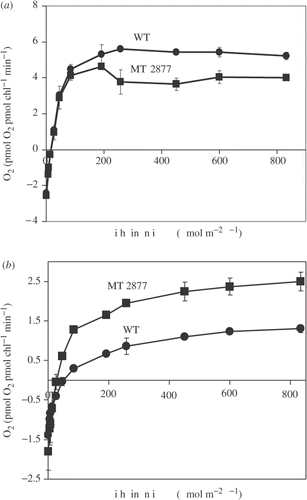 Fig. 5. O2 evolution rates of the WT and MT 2877 measured in 4-day-old green vegetative cells (a) and red cysts after 5 days under HL + SA + FE stress (b). Chlorophyll concentration was about 10 µg ml−1.