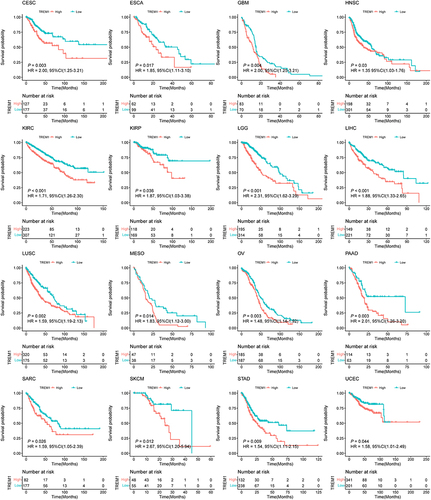 Figure 2 Prognostic value of TREM1 in TCGA pan-cancer. K-M curves of overall survival stratified by the low- and high-expression of TREM1 in indicated cancers. Log rank test was applied to calculate the P values.