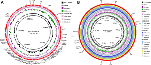 Figure 3 Plasmid profiles of blaNDM-1 and mcr-9 carrying plasmid from E. hormaechei isolate. Sequence comparison of scaffolds (portions of genome sequences reconstructed from WGS data). Arrows indicate the positions and direction of the transcription of genes. The reference plasmid is marked in pink in the inner circle. The color intensity in each ring represents the BLAST match identity. (A) is the plasmid construct carrying mcr-9 and (B) is the plasmid construct carrying blaNDM.