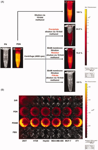 Figure 4. Cellular uptake of nanoparticles with fluorescence labeling. (A) Confirmation of DiR hybrid nanoparticles. All the nanoparticles were separated by centrifuge and filtration, the fluorescence intensity was detected by resolved precipitate in solvent, which showed almost all DiR successfully hybrid into nanoparticles with only a few free DiR left in suspension; (B) Comparison of cellular uptake of PDN and PDNM on various cell lines, visualized by DiR fluorescence imagining.