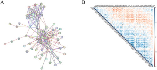 Figure 1. Analysis of HSP-related genes. (A) PPI network constructed by HSP-related genes, where each node represents a protein and edges indicate possible interactions between them. (B) Correlation heatmap of HSP-related genes, where different shades of blue represent positive correlation and different shades of red represent negative correlation.