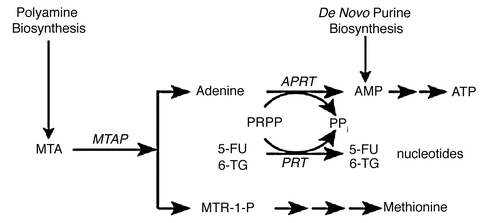 Figure 1 MTAP metabolic pathway. In normal cells, MTAP cleaves MTA, a by-product of polyamine biosynthesis, into adenine and 5-methylthioribose-1-phosphate (MTR-1-P). Adenine is converted to AMP by the ubiquitous enzyme adenine phosphoribosyltransferase (APRT), with phosphoribosyl-1-pyrophosphate (PRPP) serving as donor of the phosphoribosyl group. MTR-1-P is converted by a series of steps to methionine. AMP is also produced in cells by de novo purine biosynthesis. In addition to APRT, other cellular phosphoribosyltransferases, such as hypoxanthine-guanine phosphoribosyltransferase and orotate phosphoribosyltranferase, convert purines and pyrimidines to nucleotides.Citation49