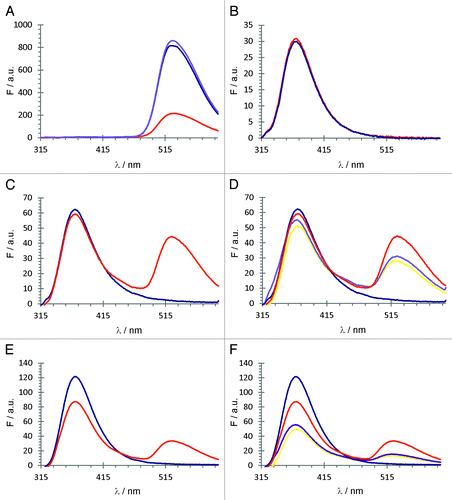 Figure 9. 2-AP fluorescence curves: (A) blue curve: FMN [20 µM], DTT [1 mM]; red: FMN [20 µM], DTT [1 mM], irridation with light (405 nm for 15 min); purple: FMN [20 µM], DTT [1 mM], irridation with light (405 nm for 15 min), oxygen. (B) blue curve: RNA [0.3 µM], DTT [1 mM]; red: RNA [0.3 µM], DTT [1 mM], irridation with light (405 nm for 15 min). (C) blue curve: el-A63AP [0.3 µM]; red: el-A63AP [0.3 µM] and FMN [0.6 µM]; (D) blue curve: el-A63AP [0.3 µM]; red: el-A63AP [0.3 µM] and FMN [0.6 µM]; yellow: el-A63AP [0.3 µM], FMN [0.6 µM] and DTT; purple: el-A63AP [0.3 µM], FMN [0.6 µM] and DTT, oxygen. (E) blue curve: el-A103AP [0.3 µM]; red: el-A103AP [0.3 µM] and FMN [0.6 µM]; (F) blue curve: el-A103AP [0.3 µM]; red: el-A103AP [0.3 µM] and FMN [0.6 µM]; yellow: el-A103AP [0.3 µM], FMN [0.6 µM], DTT and light (405 nm, 15 min); purple: el-A103AP [0.3 µM], FMN [0.6 µM] and DTT, oxygen.