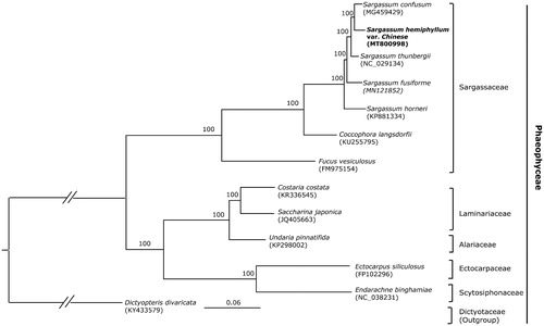 Figure 1. Phylogenetic tree of 13 taxa of Phaeophyceae using ML method. Relative branch lengths are indicated. Numbers near the nodes represent ML bootstrap value.