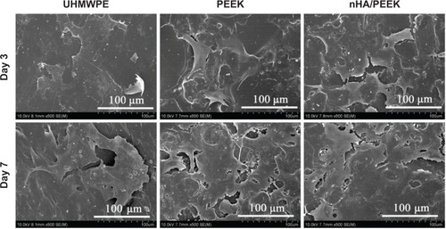 Figure 8 Scanning electron microscope images of MC3T3-E1 cells on the samples at 3 and 7 days.Abbreviations: nHA/PEEK, nano-hydroxyapatite/polyetheretherketone; PEEK, polyetheretherketone; UHMWPE, ultra-high-molecular-weight polyethylene.