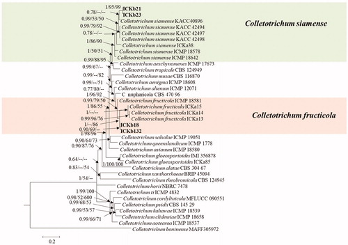 Figure 1. A 50% majority rule consensus tree obtained by Bayesian inference analysis based on ITS, TUB2, GAPDH, CHS-1, and CAL sequence alignment. Bayesian posterior probability values ≥ 0.5 and bootstrap support values ≥ 50%; these are shown at the nodes (PP/ML/PM). C. boninense was used as the outgroup. The used reference Colletotrichum spp. within the C. gloeosporioides species complex obtained from Weir et al. [Citation8]. Isolates in this study are shown different color blocks.