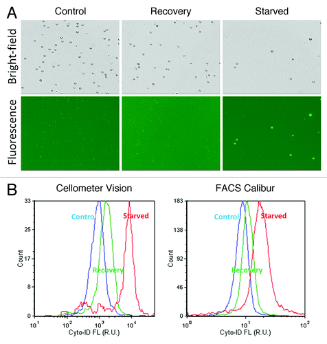 Figure 4. Starvation and recovery assay. (A) Bright-field and fluorescent images of control, recovery and nutrient-starved Jurkat cells. The fluorescent images show strong fluorescence in the nutrient-starved Jurkat cells compared with the control and recovered samples. However, it was difficult to visually distinguish the fluorescence intensities between the control and recovered samples without examining the fluorescence histograms. (B) Fluorescence histograms measured using the Cellometer Vision and FACS Calibur instruments showed comparable trends, wherein nutrient-starved Jurkat cells displayed the highest fluorescence peak, followed by recovery and control samples.