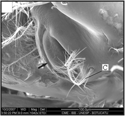 Figure 9. Gonopore of a female with 7.5 mm CL. Gonopore opening (arrow); setae (C). Scale bar = 100 µm.