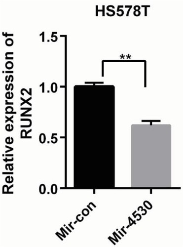 Figure 3 Relative expression of RUNX2 in HS578T cells, which were co-transfected with the miR-4530 mimics or miR-control (**P<0.001).Note: RUNX2 levels were examined by reverse transcription PCR.Abbreviation: RUNX2, Runt-related transcription factor 2.