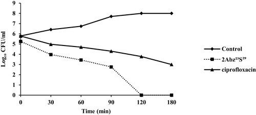 Figure 2 Killing kinetic curve of E. coli CFT073 at 1×MIC for ciprofloxacin and 2Abz23S29. Bacteria (5×105 CFU/mL) were cultured in the presence of 2Abz23S29 or ciprofloxacin for various times at 37°C. The untreated bacteria represented as a control. 2Abz23S29 has shown faster bactericidal effect than ciprofloxacin.