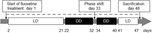 Figure 1. Experimental procedure for the assessment of the effects of chronic fluoxetine treatment on behavioral and molecular parameters of the circadian clock in HAB and NAB mice. Depicted is the time course (in days) of drug administration (dashed line) and respective light regimes light/dark (LD): 12h light and 12h dark phase, white boxes; dark/dark (DD): 24 h constant darkness, black boxes) for the experimental evaluation of the effects of chronic fluoxetine treatment on circadian wheel-running activity and hippocampal clock gene expression in female mice selectively bred for high (HAB) and normal (NAB) anxiety-related and depression-like behavior.