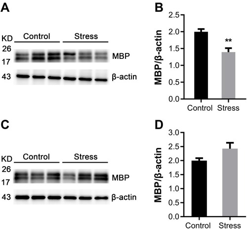 Figure 1 Effects of intermittent social defeat stress on myelin basic protein (MBP) protein level in frontal cortex and hippocampus.