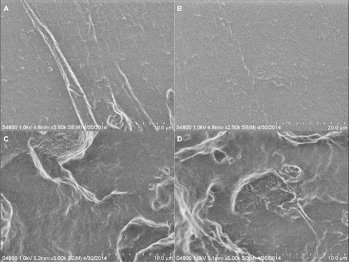 Figure 5 SEM micrographs of tensile-fractured PDMS and PDMS–HNT surfaces. (A, B) PDMS, (C, D) PDMS–10% HNT. Different fracture patterns were noticed for PDMS and PDMS–10% HNT. Normal PDMS appeared to fracture smoothly, while the HNT-loaded versions displayed rougher fracturing patterns.