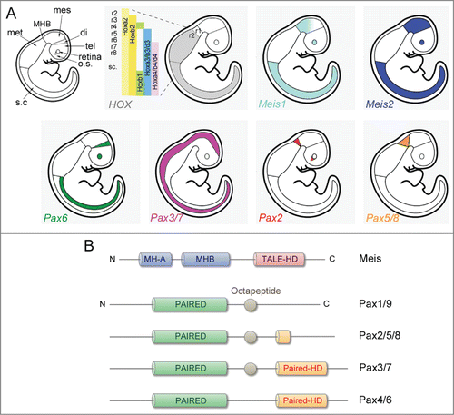 Figure 1. (A) Overlapping expression of Meis1 and Meis2 in relation to expression of HOX genes and members of the Pax4/6, Pax3/7 and Pax2/5/8 families in the mouse neural tube. Schematic views of mouse embryos at E11 are shown; the expression domains of the respective HOX genes is given without indicating any rhombomere-specific differences in gene expression levels. In the CNS anterior of the rhombomere 1–2 boundary, Meis1 and Meis2 are co-expressed with Pax3/7 in the mesencephalon, with Pax2/5/8 in the rostral mid-hindbrain boundary region and with Pax6 in the eye anlage. [di: diencephalic vesicle; mes: mesencephalic vesicle; met: metencephalic vesicle; o.s.: optic stalk; r: rhombomere; s.c.: spinal cord; tel: telencephalic vesicle.] (B) Schematic drawing of the major protein domains found in Meis-family members and different PAX proteins. Protein domains are not drawn to scale. MEIS family proteins contact members of the PBC-family of TALE-homeodomain proteins through MH-B, the C-terminal half of the bipartite MEIS-homology domain. [MH-A / MH-B: MEIS-homology domain A / B; TALE-HD: 3 amino acid loop extension homeodomain; paired: paired-domain; HD: homeodomain.]