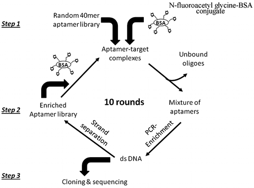 Fig. 3. Schematic representation of aptamer selection procedure.