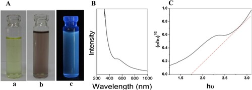 Figure 1. (A) (a) precursor, (b) biosynthesized Au2S nanoparticles, and (c) fluorescence from Au2S nanoparticles when excited with a UV lamp at 365 nm. (B) UV spectroscopy and (C) Tauc’s plot.