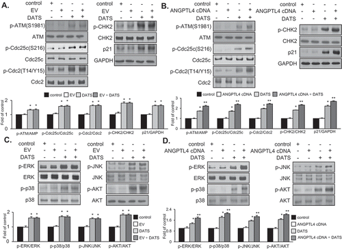 Figure 6. Effect of ANGPTL4 on the regulatory proteins participating in DATS-induced signaling cascades. EJ cells were transfected with either an EV (a, c) or ANGPTL4 cDNA (b, d) followed by incubation in either DATS-containing (150 μM) or normal medium for 24 h. Changes in the protein expression levels as compared to the control were measured by immunoblotting using specific antibodies indicated. Expression was normalized to total forms or GAPDH. Relative fold changes as compared to the control are presented in the graph. *p < 0.05, vs. control and **p < 0.05, vs. DATS treatment.