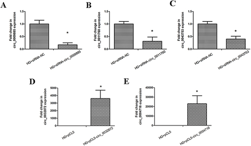 Figure 5 The siRNA interference effect and plasmid overexpression effect of circRNAs. (A) HK-2 cells treated with high glucose were transfected with negative control or circ_0009885 siRNA. And then circ_0009885 expression was measured by PCR. (B) HK-2 cells treated with high glucose were transfected with negative control or circ_0011760 siRNA. And then circ_0011760 expression was measured by PCR. (C) HK-2 cells treated with high glucose were transfected with negative control or circ_0043753 siRNA. And then circ_0043753 expression was measured by PCR. (D) HK-2 cells treated with high glucose were transfected with pCL5-0032872. And then circ_0032872 expression was measured by PCR. (E) HK-2 cells treated with high glucose were transfected with pCL5-0004716. And then circ_0004716 expression was measured by PCR. All results are presented as the mean ± SD of three independent experiments, each performed in triplicate. *P<0.05 vs the control group.