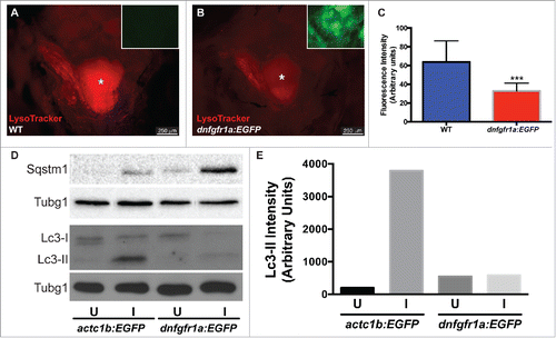 Figure 7. Autophagy is regulated by Fgf during EOM regeneration. (A, B) Craniectomy was again used to visualize LysoTracker Red-labeling in (A) wild-type (WT) fish, and (B) hsp70l:dnfgfr1a-EGFP; the inset shows an image of the GFP channel to confirm transgene expression and, consequently, Fgfr inhibition (pictures shown are representative examples of the 12 fish per group quantified). (C) Quantification of LysoTracker Red fluorescence intensity shows a clear decrease of LysoTracker Red labeling in hsp70l:dnfgfr1a-EGFP fish, indicating a lower autophagic flux. Values are averages ± SD (Student t test; ***, P < 0.001, n = 12). (D) Western blot of Sqstm1 and Lc3. The injured muscle of hsp70l:dnfgfr1a-EGFP fish showed higher levels of Sqstm1 and lower levels of Lc3-II (E), indicating again a lower autophagic flux. Protein loading was assayed with an anti-Tubg1/tubulin antibody. (D, E) Show a representative example of 3 independent experiments. U, uninjured; I, injured. * Skull base, where the pituitary is located.