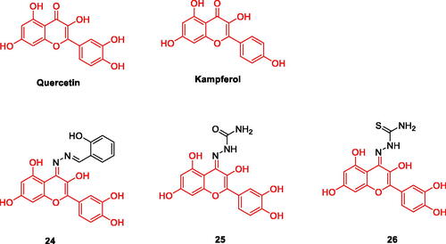 Figure 4. The chemical structure of quercetin /kampferol and their derivatives 24–26.