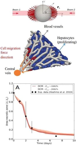 Figure 2. Top: Simulated optical stretcher experiment to determine force models for the viscoelastic behavior of the cell. Middle: Simulation of liver lobule regeneration Bottom: Simulated relative area of the necrotic lesion during the liver regeneration process, compared to data from Hoehme et al. (Citation2010).