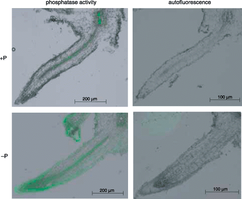 Figure 3  Visualization of the histochemical activity of APase for cluster rootlets using ELF97 phosphate as a substrate. Hydroponically cultured white lupin roots were used for this experiment. The results of the activity staining and autofluorescence are shown in the left and right panels, respectively. Upper and lower panels indicate the cluster rootlets formed under +P and –P conditions, respectively.