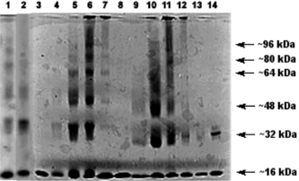 Figure 2 SDS-Page of Hb-polymers: Lanes 1 and 2, Hb polymers formed from equimolar amounts of Hb-Mal and Hb-SH. Lane 1, Hb polymer formed at pH 7.0; Lane 2, Hb polymer formed at pH 7.5. Lane 3–8, species denatured in the presence of 2-mercaptoethanol; Lane 3, pure Hb; Lane 4, Hb-Mal only; Lane 5–7, Hb polymer species, as lane number increases the amount of Hb-Mal used for polymerization decreases; Lane 8, Hb-SH only. Lanes 9–14, species denatured in the absence of 2-mercaptoethanol; Lane 9, Hb-Mal only; Lane 10–12, Hb polymer species, as lane number increases the amount of Hb-Mal used for polymerization decreases; Lane 13, Hb-SH only; and Lane 14, pure Hb.