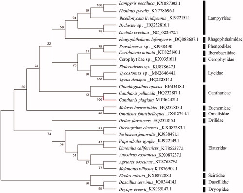 Figure 1. The phylogenetic tree of 25 species of Elateroideabased on 13 PCGs of mitochondrial genome sequence.