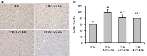 Fig. 3 immunohistochemical staining of hypothalamic ObR (a) and comparison (b) in the four groups. (a) Original magnification, 400×. (b) Values are means for four rats with SD represented by vertical bars. The mean value was significantly different from that of the HFD group at ## P<0.01 and from that of the HFD+1.5% Leu group at *P<0.05. HFD, high-food diet; Leu, leucine.