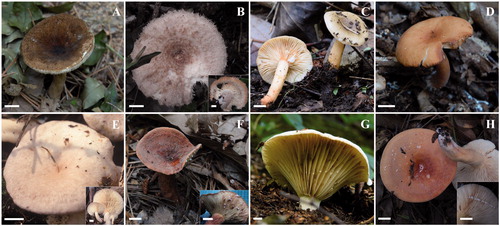 Figure 2. Fruiting bodies of eight milkcap species. (A) Lactarius atromarginatus, (B) L. austrominosus. (C) L. kesiyae, (D) L. tabidus, (E) L. vietus, (F) Lactifluus acicularis, (G) Lf. pilosus, and (H) Lf. pinguis. Scale bar =1 cm.