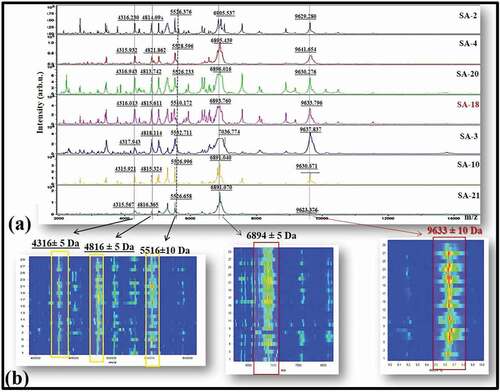 Figure 2. (a) Representative whole-cell MALDI-TOF MS spectra of randomly selected six S. aureus and the standard strain S. aureus ATCC 25923 THL (SA-18). X and Y axes represent m/z and intensity, respectively. (b) Spectral gel images of twenty-seven S. aureus and SA-18 show continuous projection of all biomarker proteins (m/z; 4316, 4816, 5526, 6895 and 9636). X and Y axes represent m/z and spectra of S. aureus, respectively.Figura 2. (a) Espectros de EM MALDI-TOF representativos de células enteras de seis S. aureus seleccionados aleatoriamente y de la cepa estándar S. aureus ATCC 25923 THL (SA-18). Los ejes X e Y representan m/z e intensidad, respectivamente; (b) imágenes espectrales de gel de 27 S. aureus y SA-18 muestran la proyección continua de todas las proteínas biomarcadoras (m/z; 4316, 4816, 5526, 6895 y 9636). Los ejes X e Y representan m/z y espectros de S. aureus, respectivamente