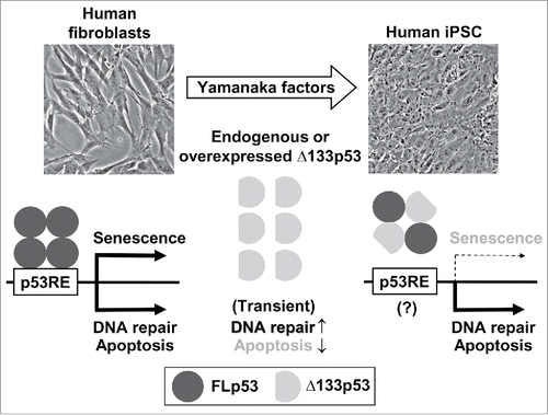Figure 1. Δ133p53 enables iPSC reprogramming with genome stability in human cells. While human fibroblasts are committed to expressing p53-inducible genes involved in cellular senescence, apoptosis and DNA damage repair, human pluripotent stem cells are characterized by the preferential repression of those involved in cellular senescence, which is attributed to the activity of upregulated Δ133p53. Δ133p53 physically interacts with full-length p53 (FLp53) and dominant-negatively inhibits its binding to the p53 response element (p53RE) likely in a promoter context-dependent manner,Citation4 although the exact stoichiometry of the Δ133p53-FLp53 interaction is still unknown (a heterotetramer consisting of 2 each is shown in this scheme). The molecular mechanisms by which Δ133p53 differentially regulates different subsets of p53-inducible genes are under investigation (indicated by a question mark). According to Gong et al.,Citation5 Δ133p53 may also function independently of FLp53 to inhibit apoptosis and enhance DNA repair transiently during the reprogramming processes.