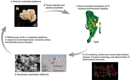 Fig. 1. Overview of the imaging platform for the characterization of H. coralloides basidiomata. A. Basidioma on rotten wood of Abies alba. B. Sample preparation. C. 3-D surface rendering including a color-coded local thickness mapping of the fruiting body based on segmented parts made from micro-CT imagery. D. Data processing. E. Light microscopy (DIC); hymenium in vertical section, and scanning electron microscopy (SEM) of the hymenial surface. F. Overlay of all datasets will allow an estimation of the potential spore production (effectiveness of the H. coralloides basidioma).